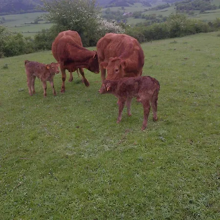 El Ribero Ii * Montiano