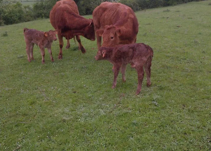 El Ribero Ii * Montiano